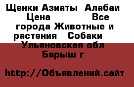 Щенки Азиаты (Алабаи) › Цена ­ 20 000 - Все города Животные и растения » Собаки   . Ульяновская обл.,Барыш г.